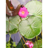 Nymphaea "Raspberry"