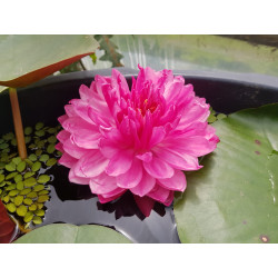 Nymphaea "Pompom"
