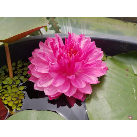 Nymphaea "Pompom"