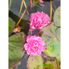 Nymphaea "Pompom"