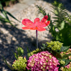 Fleur de soleil Medio Nea ondulée rouge