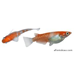 ORYZIAS LATIPES KOHAKU 2.7-3CM