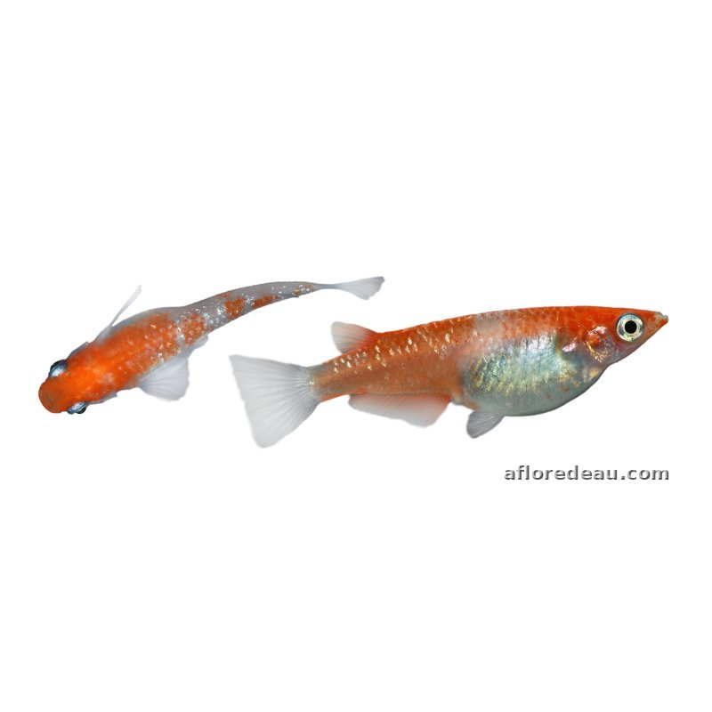 ORYZIAS LATIPES KOHAKU 2.7-3CM