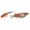 ORYZIAS LATIPES KOHAKU 2.7-3CM