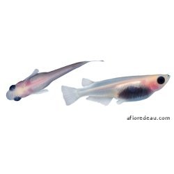 ORYZIAS LATIPES PANDA 2.7-3CM