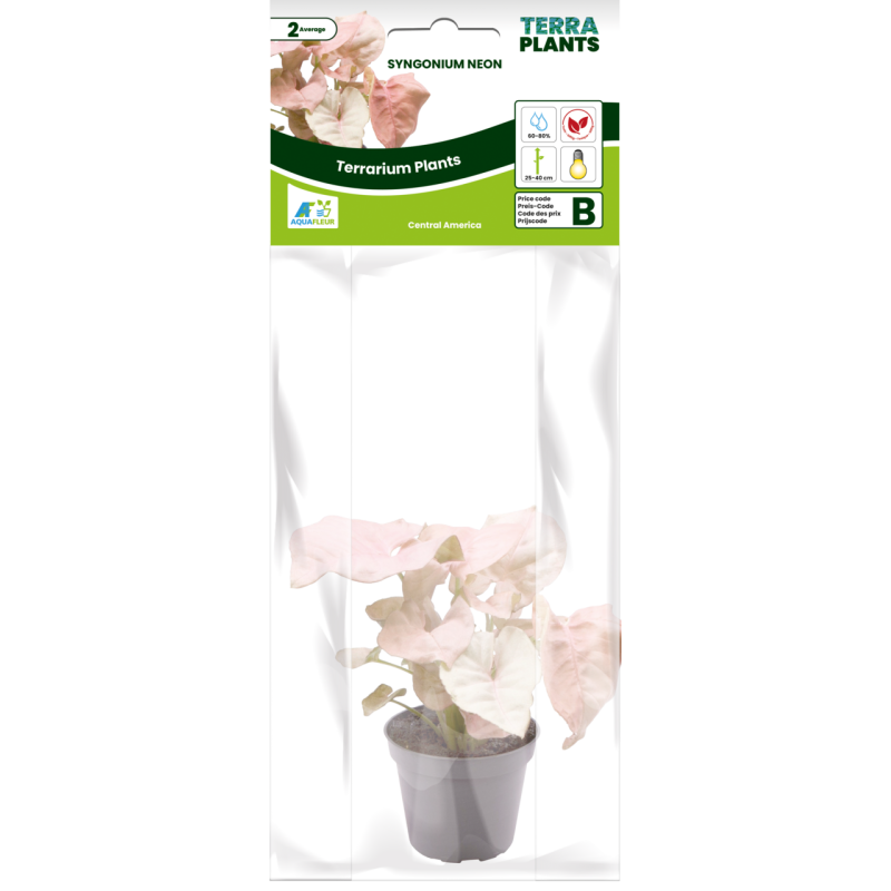 SYNGONIUM NEON