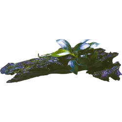 RACINE BOIS ANUBIAS NANA BONZAI TAILLE XSS