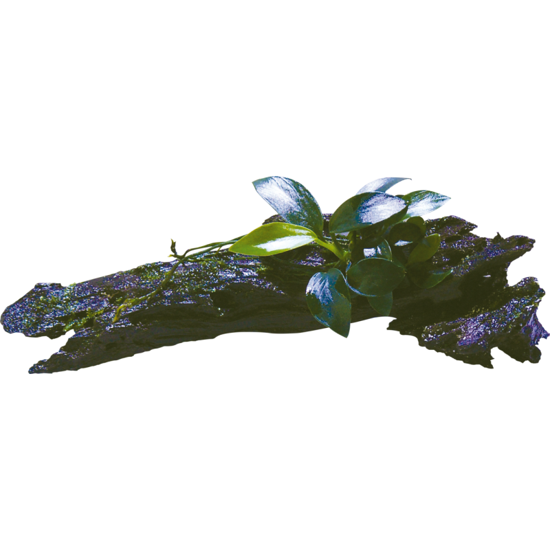 RACINE BOIS ANUBIAS NANA BONZAI TAILLE XSS