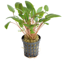 Cryptocoryne wendtii verte