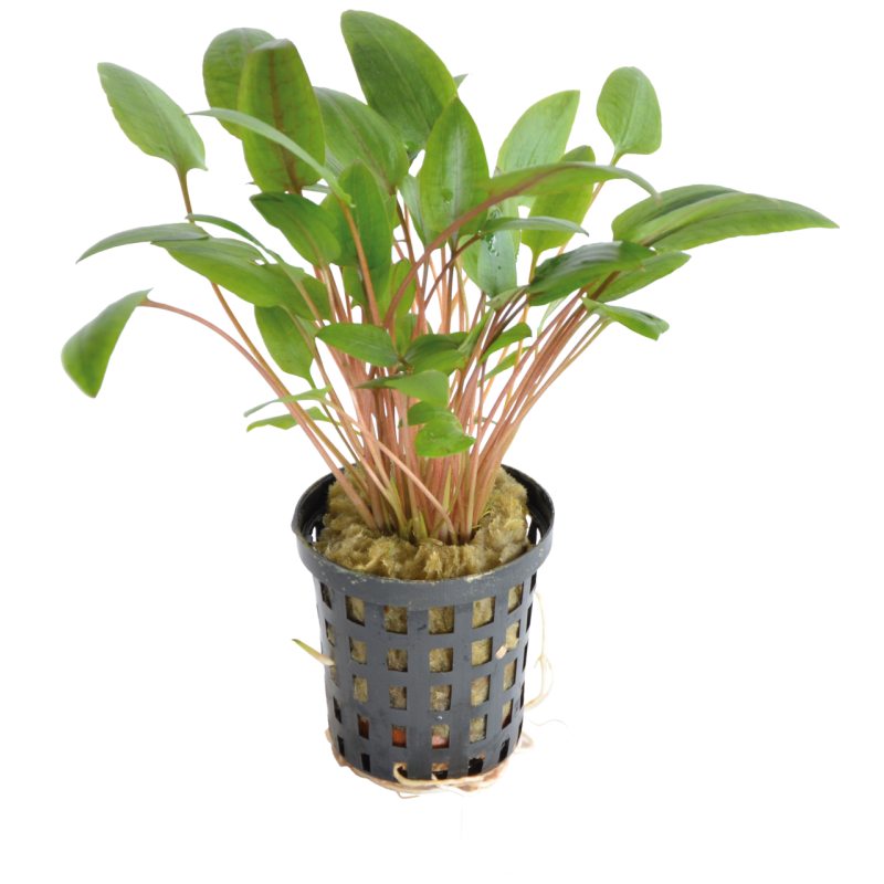 Cryptocoryne wendtii verte