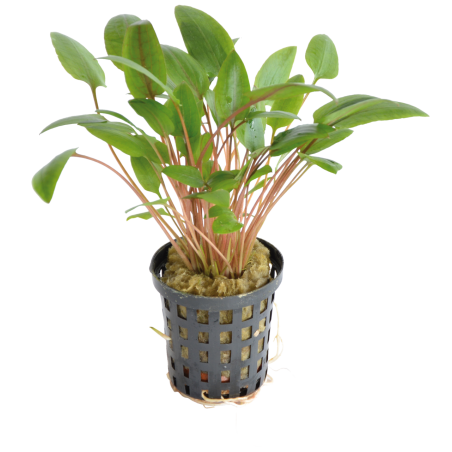 Cryptocoryne wendtii verte
