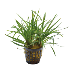 ERIOCAULON SP. VIETNAM