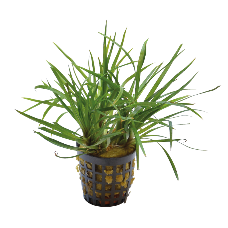 ERIOCAULON SP. VIETNAM