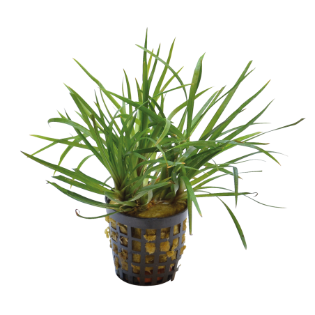 ERIOCAULON SP. VIETNAM