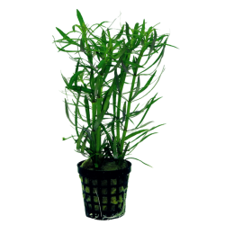 POGOSTEMON STELLATUS