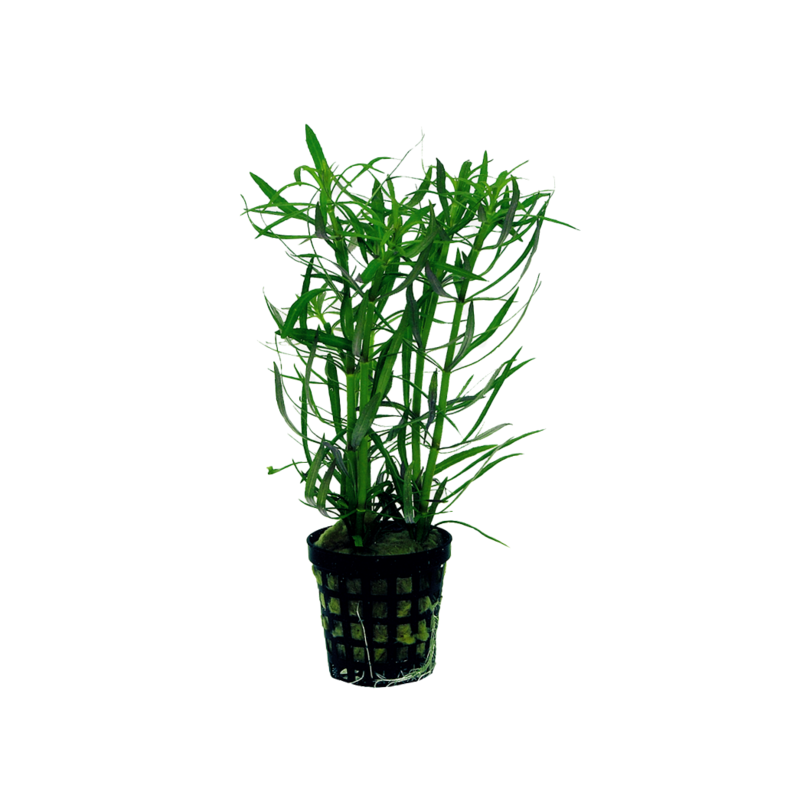 POGOSTEMON STELLATUS