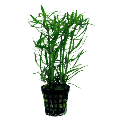 POGOSTEMON STELLATUS