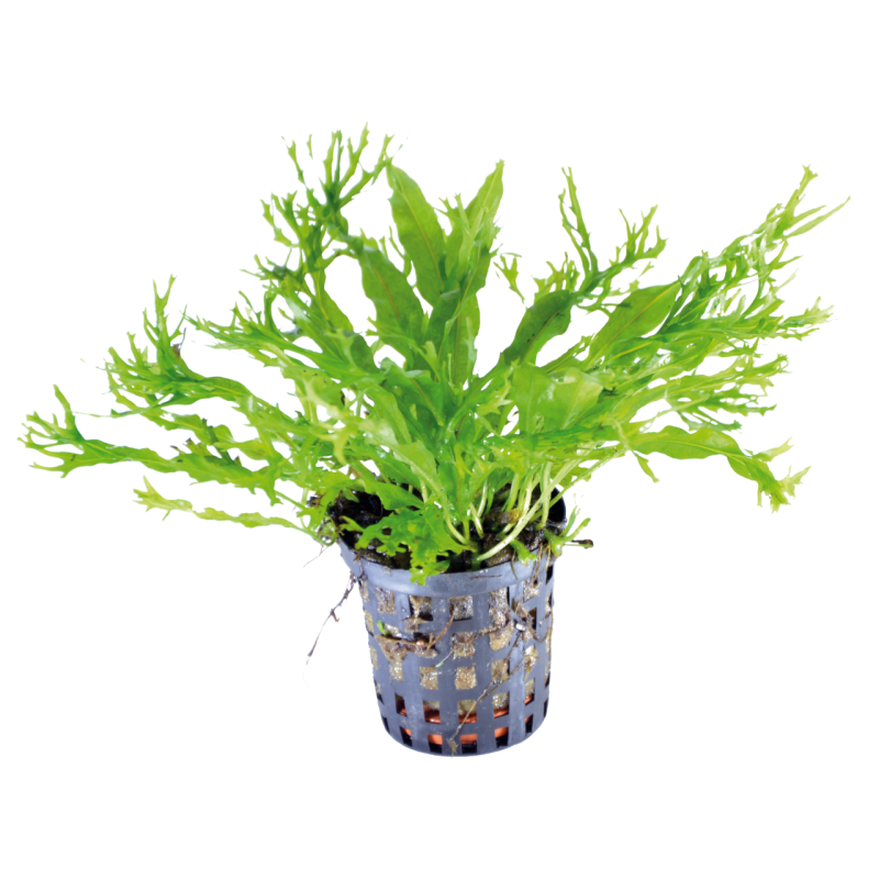 Microsorium pteropus windelov