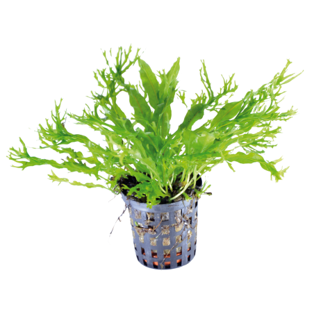 Microsorium pteropus windelov