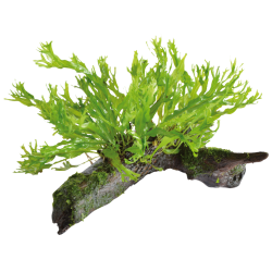 Microsorium pteropus fixée sur Racine