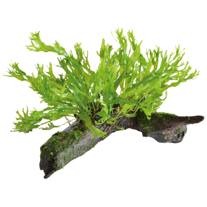 Microsorium pteropus fixée sur Racine