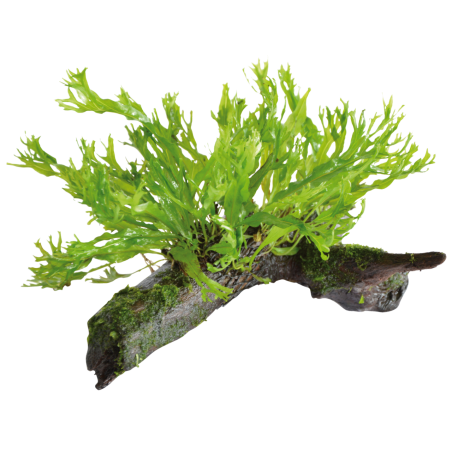 Microsorium pteropus fixée sur Racine