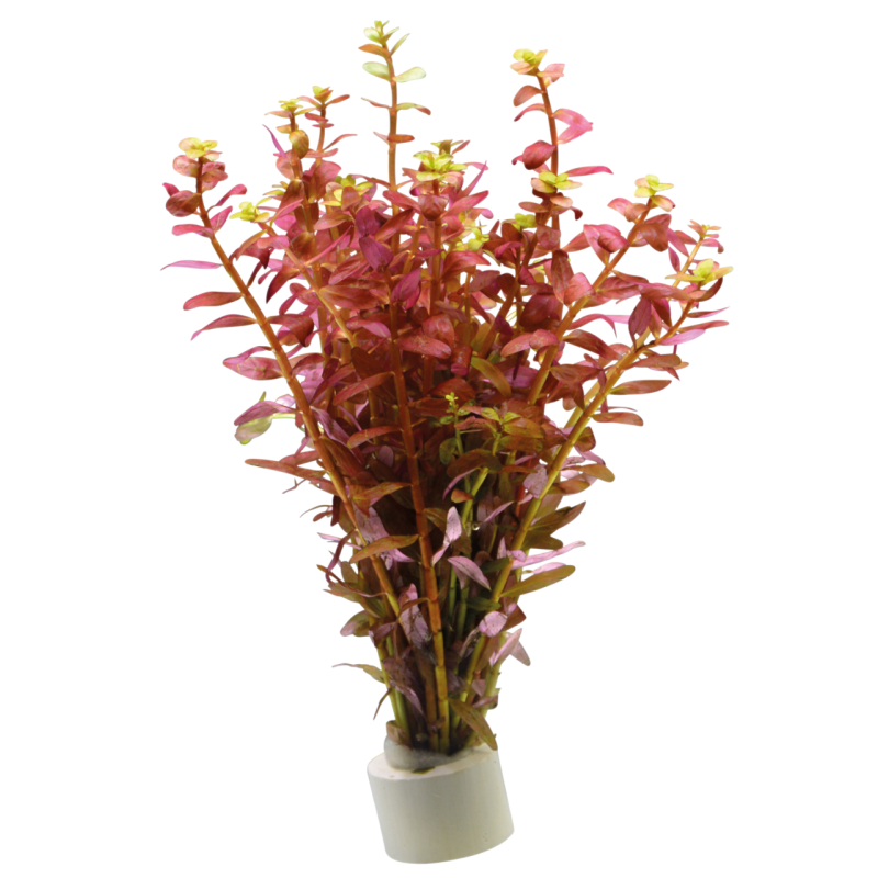 Rotala indica rouge