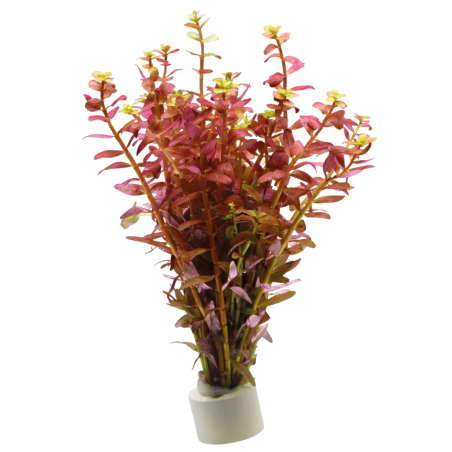 Rotala indica rouge
