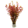 Rotala indica rouge