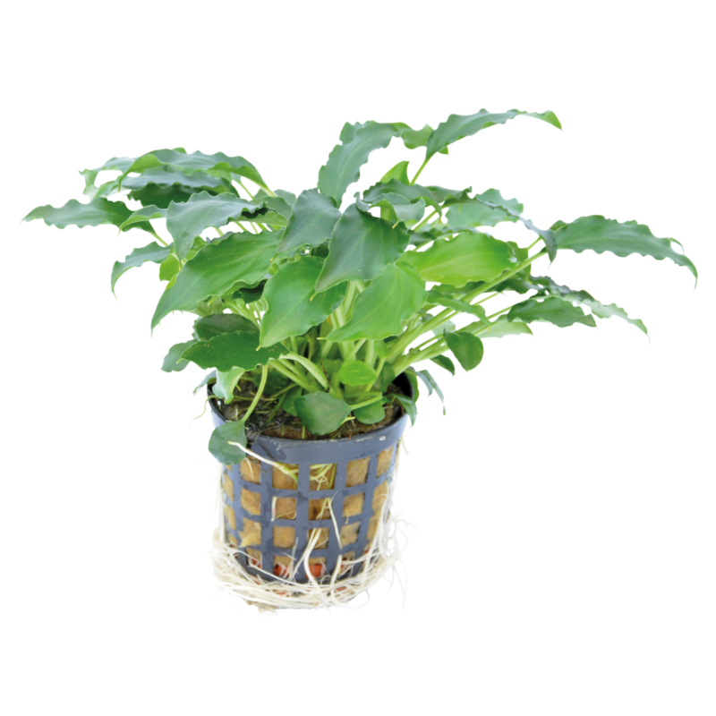 SCHISMATOGLOTTIS PRIETOI