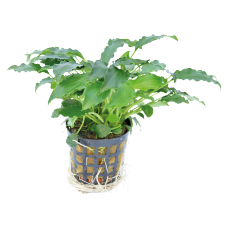 SCHISMATOGLOTTIS PRIETOI