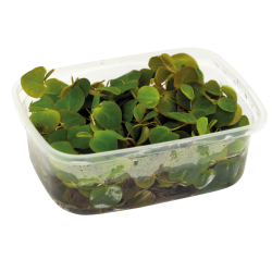 Phyllanthus fluitans (lentille rouge)