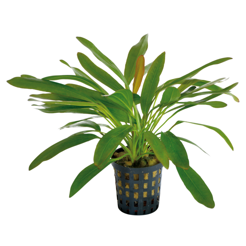 ECHINODORUS RED DEVIL