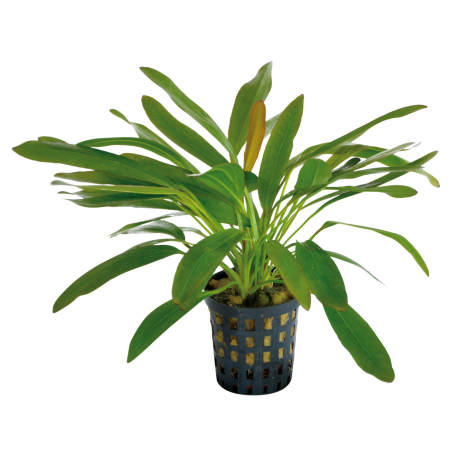 ECHINODORUS RED DEVIL