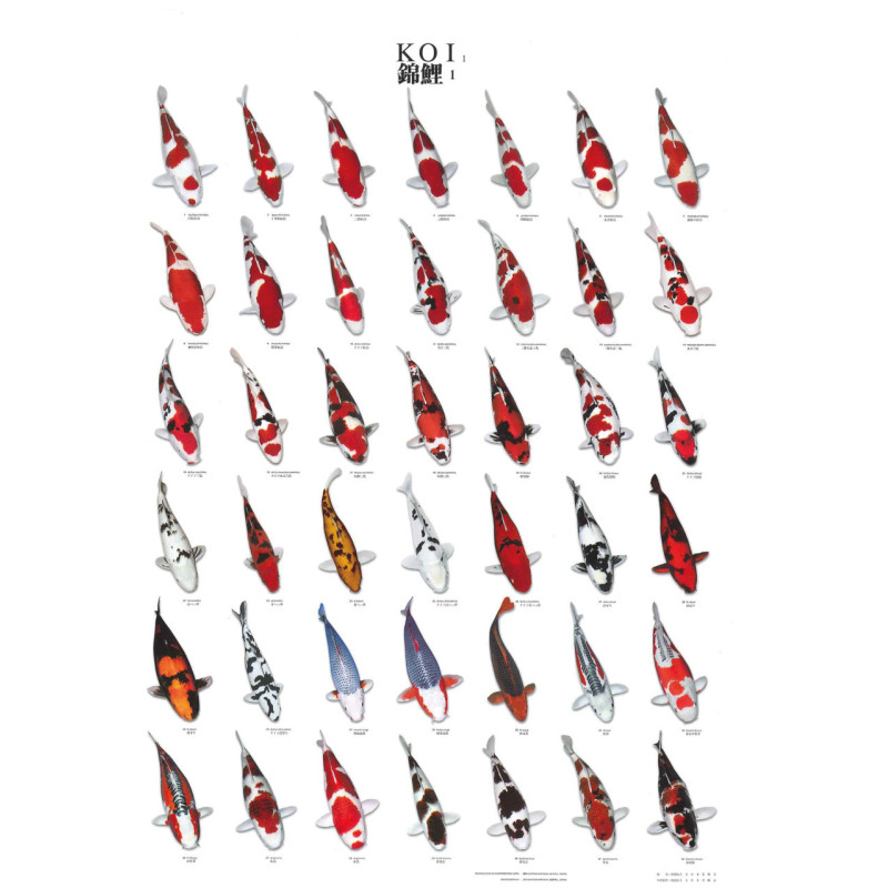 KOIPOSTER NR.1 PLASTIFIE 68x90CM