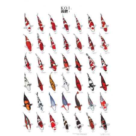 KOIPOSTER NR.1 PLASTIFIE 68x90CM