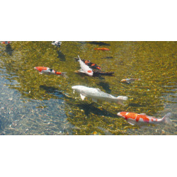 AlgClear 2500 filtre UV pour bassin de jardin