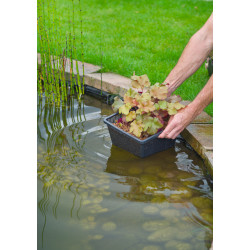 Panier de plantation carré 11x11x11cm pour plantes aquatiques