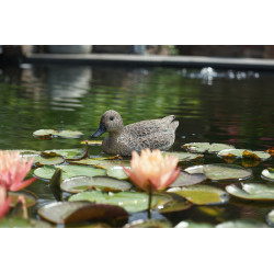 Sarcelle flottante  femelle