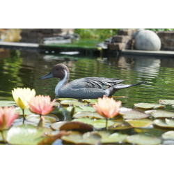 Canard pilet flottant mâle