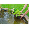 Panier de plantation ovale +/-35x25cm pour plantes aquatiques