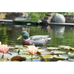 Colvert flottant mâle