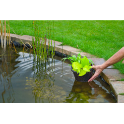 Panier de plantation rond Ø14x10cm pour plantes aquatiques