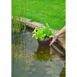 Panier de plantation rond Ø14x10cm pour plantes aquatiques