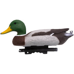 Colvert flottant mâle