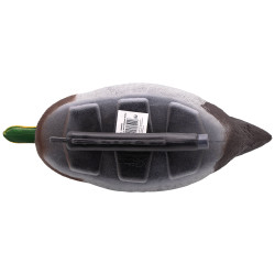 Colvert flottant mâle