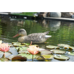 Colvert flottant femelle