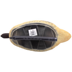 Colvert flottant femelle