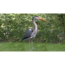 Heron cendré debout