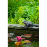 Gargouille Grenouille 17cm jet d'eau